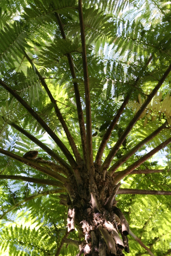 Australian Tree Fern